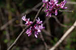 Eastern redbud